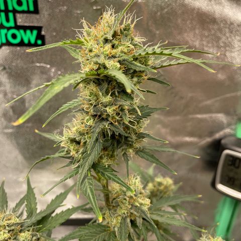 Critical+ 2.0 Auto growlog timeline photo