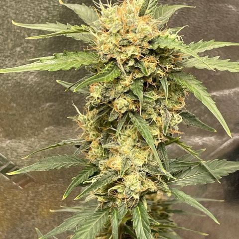 Critical+ 2.0 Auto growlog timeline photo