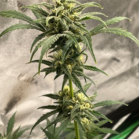 Crystal Candy XL Auto growlog timeline photo