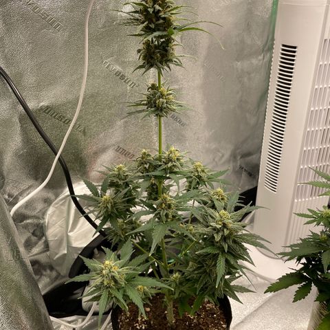 Crystal Candy XL Auto growlog timeline photo