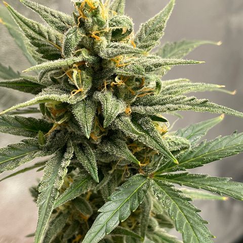Crystal Candy XL Auto growlog timeline photo