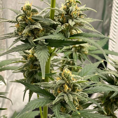 Crystal Candy XL Auto growlog timeline photo