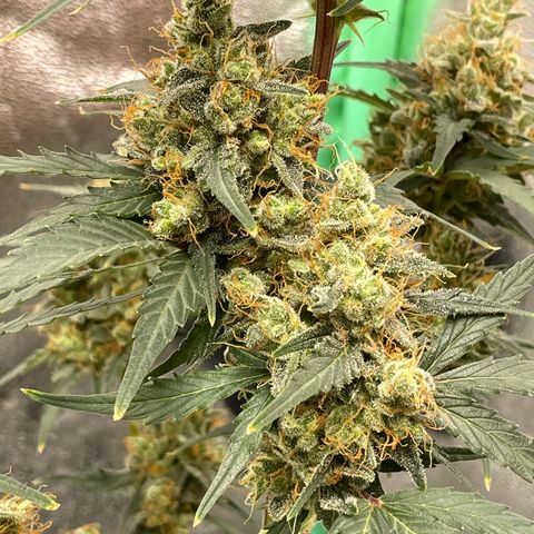 Critical+ 2.0 Auto growlog timeline photo