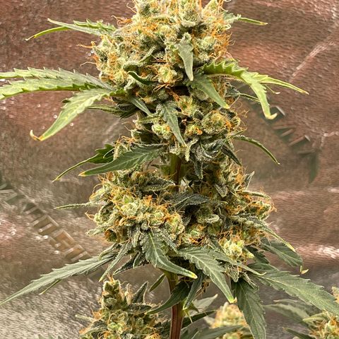 Critical+ 2.0 Auto growlog timeline photo