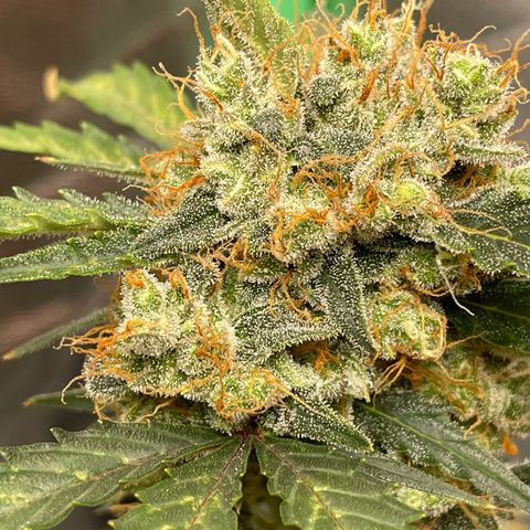 Critical+ 2.0 Auto growlog timeline photo