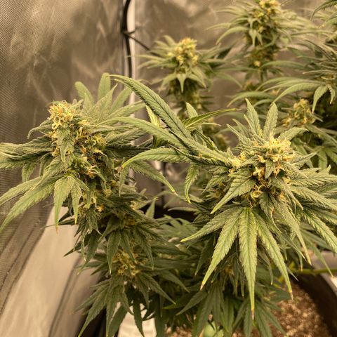 Northern Lights growlog timeline photo