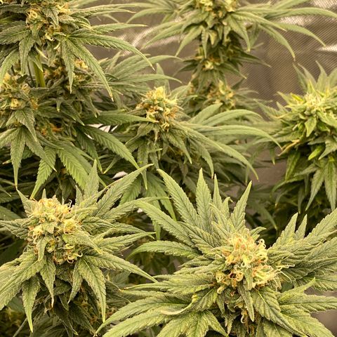 Northern Lights growlog timeline photo