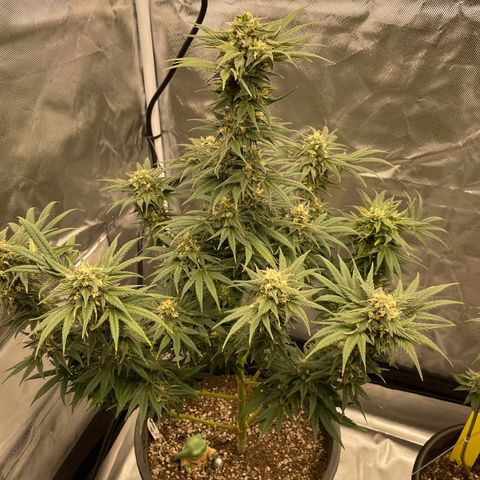 Northern Lights growlog timeline photo