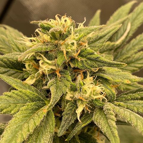 Northern Lights growlog timeline photo