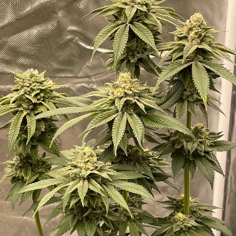 Swell Genetics growlog timeline photo