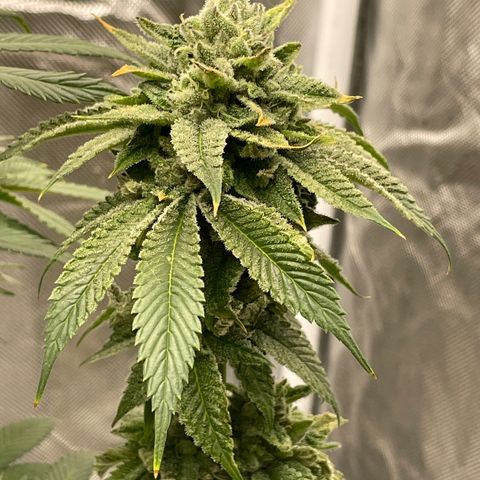 Swell Genetics growlog timeline photo