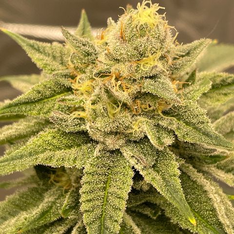 Swell Genetics growlog timeline photo
