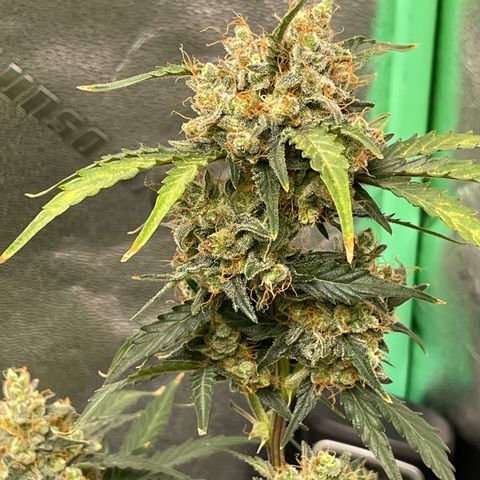 Critical+ 2.0 Auto growlog timeline photo