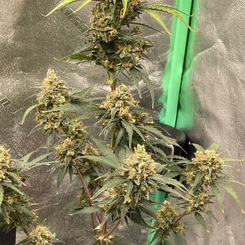 Critical+ 2.0 Auto growlog timeline photo