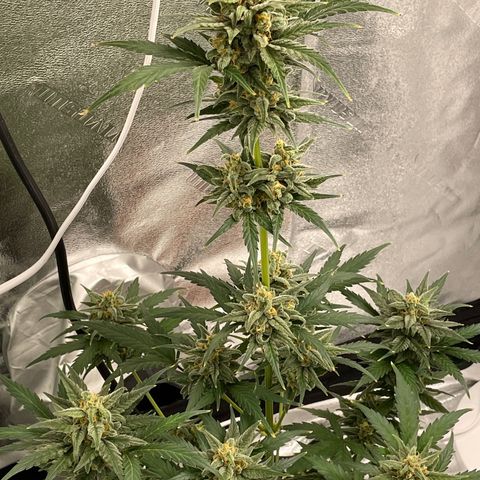 Crystal Candy XL Auto growlog timeline photo