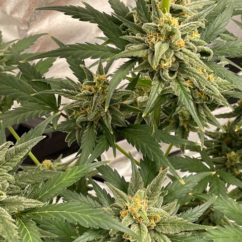 Crystal Candy XL Auto growlog timeline photo