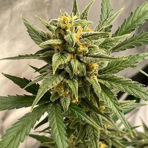 Crystal Candy XL Auto growlog timeline photo