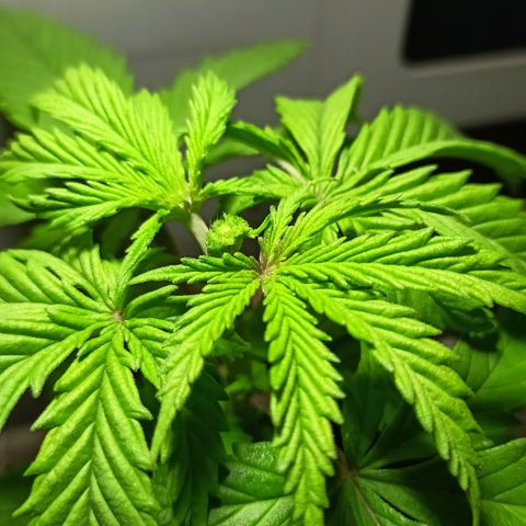 Shogun new growlog timeline photo