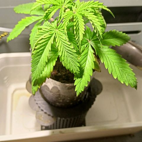 Shogun new growlog timeline photo