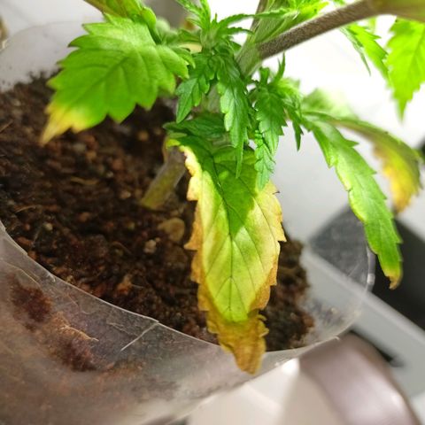 Shogun new growlog timeline photo
