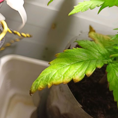 Shogun new growlog timeline photo