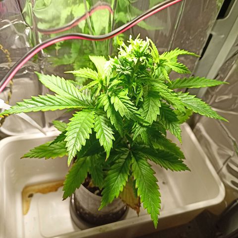 Shogun new growlog timeline photo