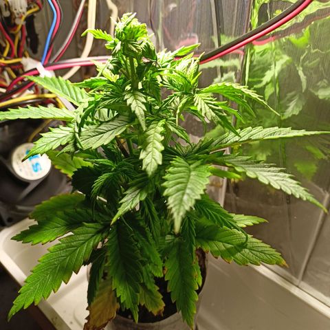Shogun new growlog timeline photo
