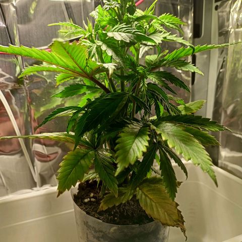 Shogun new growlog timeline photo