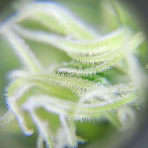 Shogun new growlog timeline photo