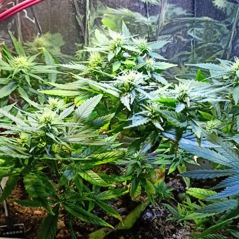 Shogun new growlog timeline photo
