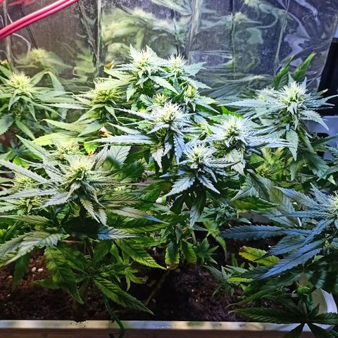Shogun new growlog timeline photo