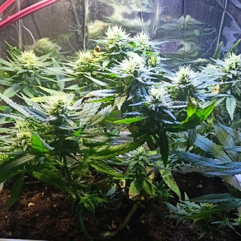 Shogun new growlog timeline photo