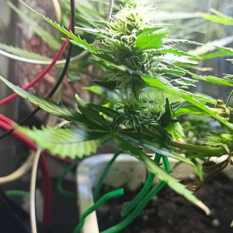 Shogun new growlog timeline photo