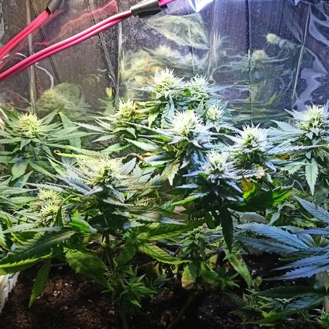 Shogun new growlog timeline photo