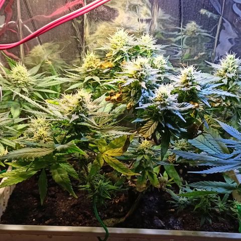 Shogun new growlog timeline photo