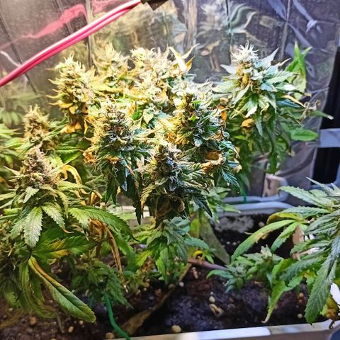 Shogun new growlog timeline photo