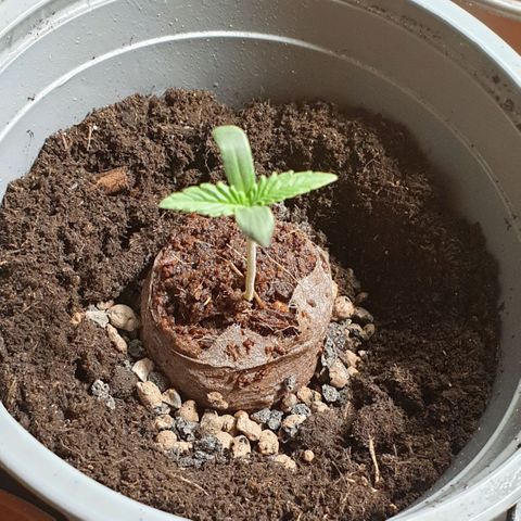 WR2 growlog timeline photo