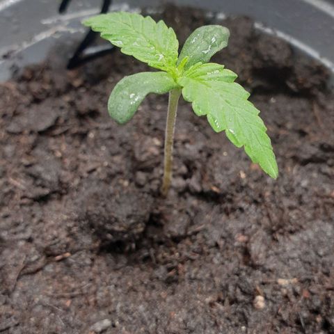 WR2 growlog timeline photo