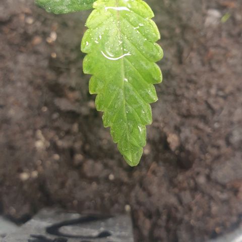 WR2 growlog timeline photo