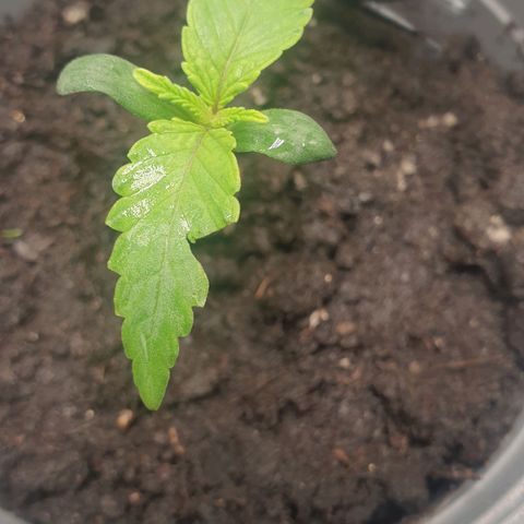 WR2 growlog timeline photo