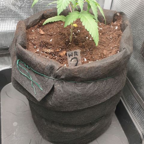 WR2 growlog timeline photo