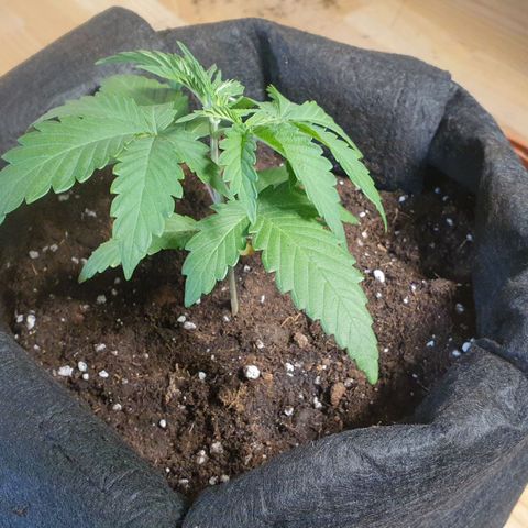 WR2 growlog timeline photo