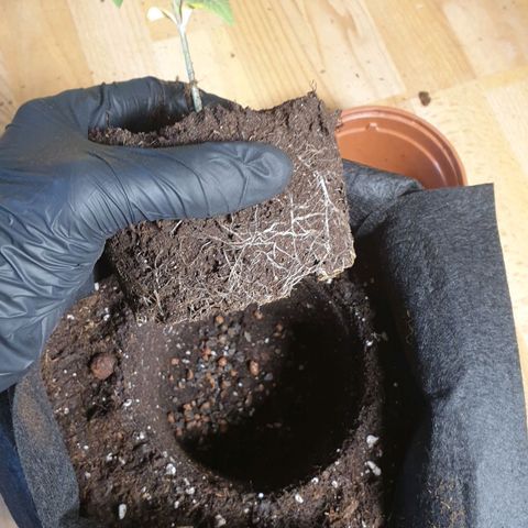 WR2 growlog timeline photo