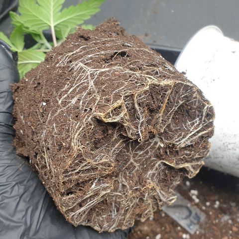 WR2 growlog photo: Leichte Wurzelfäule aufgrund Staunässe/Übergiessen. Hoffentlich erholt sie sich nach dem Umtopfen.