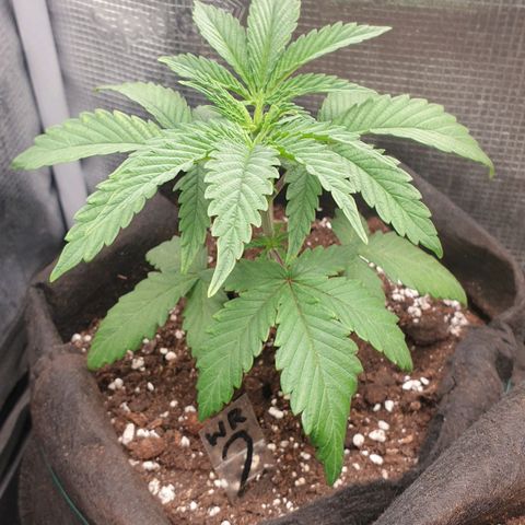 WR2 growlog timeline photo