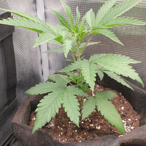 WR2 growlog timeline photo