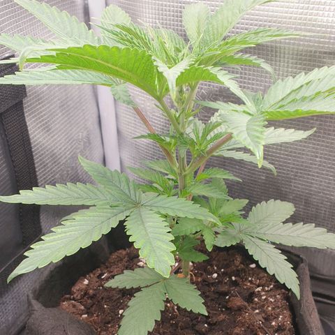 WR2 growlog timeline photo
