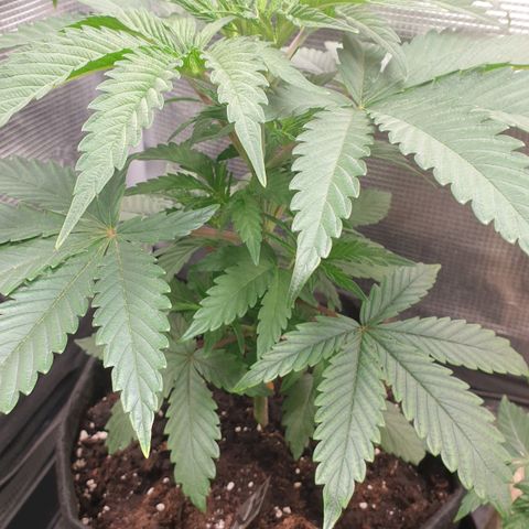 WR2 growlog timeline photo