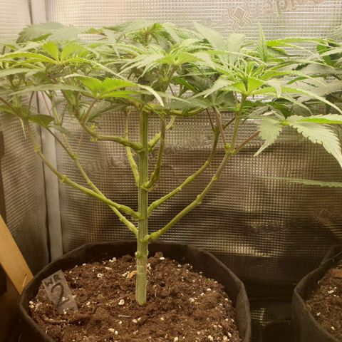 WR2 growlog timeline photo