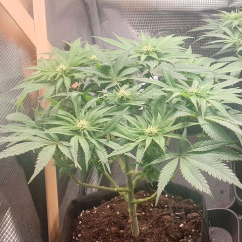 WR2 growlog timeline photo